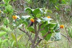 Thalurania furcata