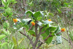 Thalurania furcata