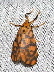Tumicla sagenaria