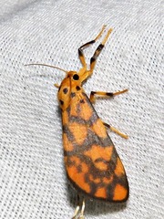 Tumicla sagenaria