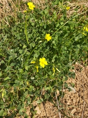 Oxalis pes-caprae