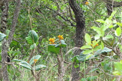 Thalurania furcata
