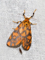 Tumicla sagenaria