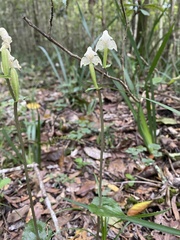 Disperis lindleyana