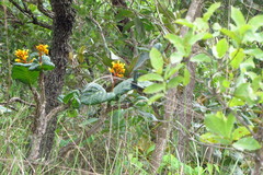 Thalurania furcata