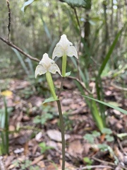 Disperis lindleyana
