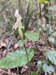 Disperis lindleyana
