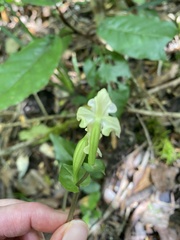 Disperis lindleyana