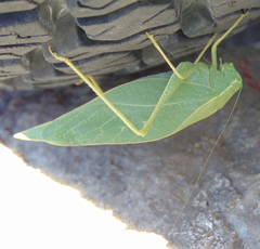 Microcentrum rhombifolium