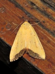 Phytometra subflavalis