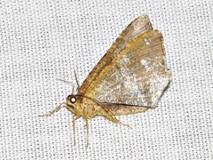 Chiasmia confuscata