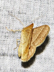 Chiasmia normata