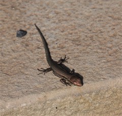 Podarcis muralis