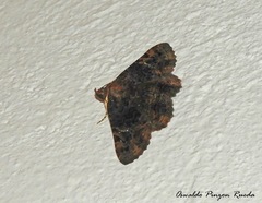 Lepidoptera