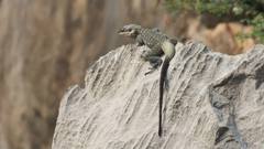 Laudakia tuberculata