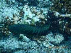 Cephalopholis panamensis