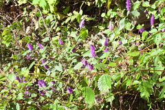 Elsholtzia splendens