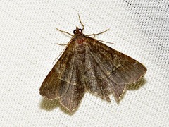 Chiasmia confuscata