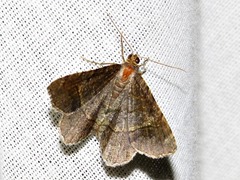 Chiasmia confuscata