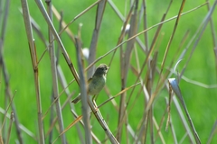 Acrocephalus scirpaceus