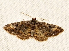 Melanthia ustiplaga