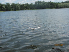 Chroicocephalus ridibundus