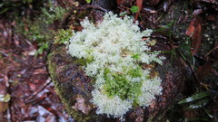 Cladonia confusa