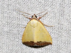 Phytometra subflavalis