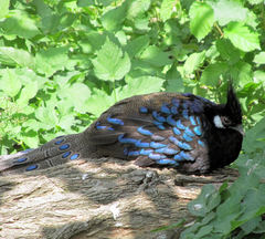 Polyplectron napoleonis