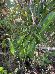 Coptosperma supra-axillare