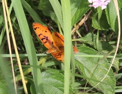 Catacroptera cloanthe cloanthe