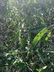Coptosperma supra-axillare