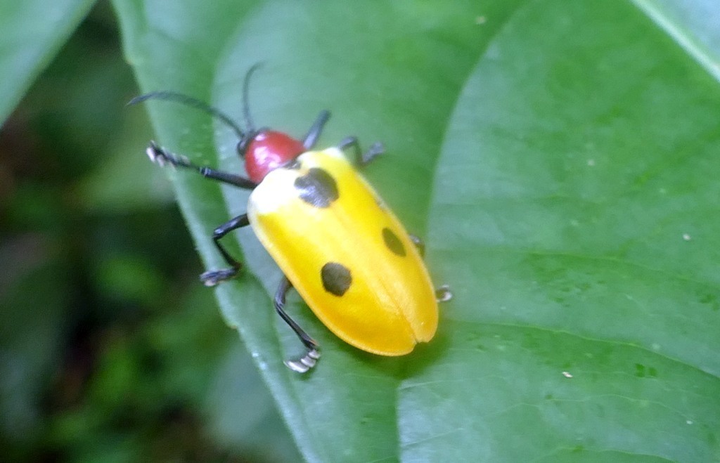 Alurnus batesii