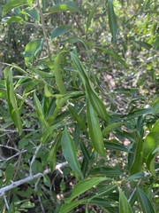 Coptosperma supra-axillare