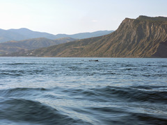 Tursiops truncatus ponticus