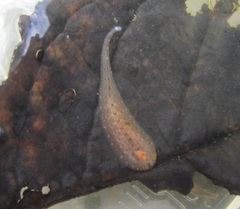 Helobdella
