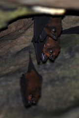 Lesser Sheath-Tailed Bat photo 1