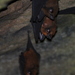 Lesser Sheath-tailed Bat - Photo (c) Tan Kok Hui, some rights reserved (CC BY-NC), uploaded by Tan Kok Hui