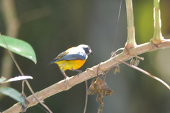 Dicaeum trigonostigma