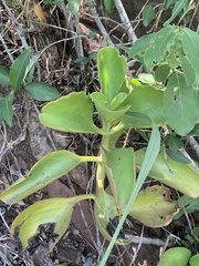 Kalanchoe sexangularis