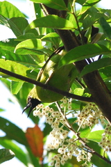 Chloropsis sonnerati