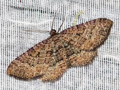 Horisme obscurata obscurata