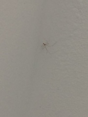 Pholcidae