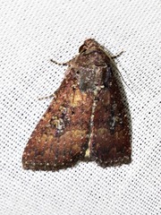 Condica capensis