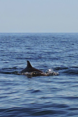 Tursiops truncatus ponticus
