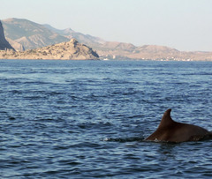 Tursiops truncatus ponticus