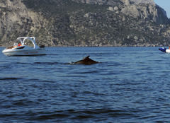 Tursiops truncatus ponticus