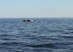 Tursiops truncatus ponticus