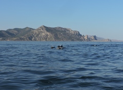 Tursiops truncatus ponticus