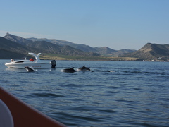 Tursiops truncatus ponticus